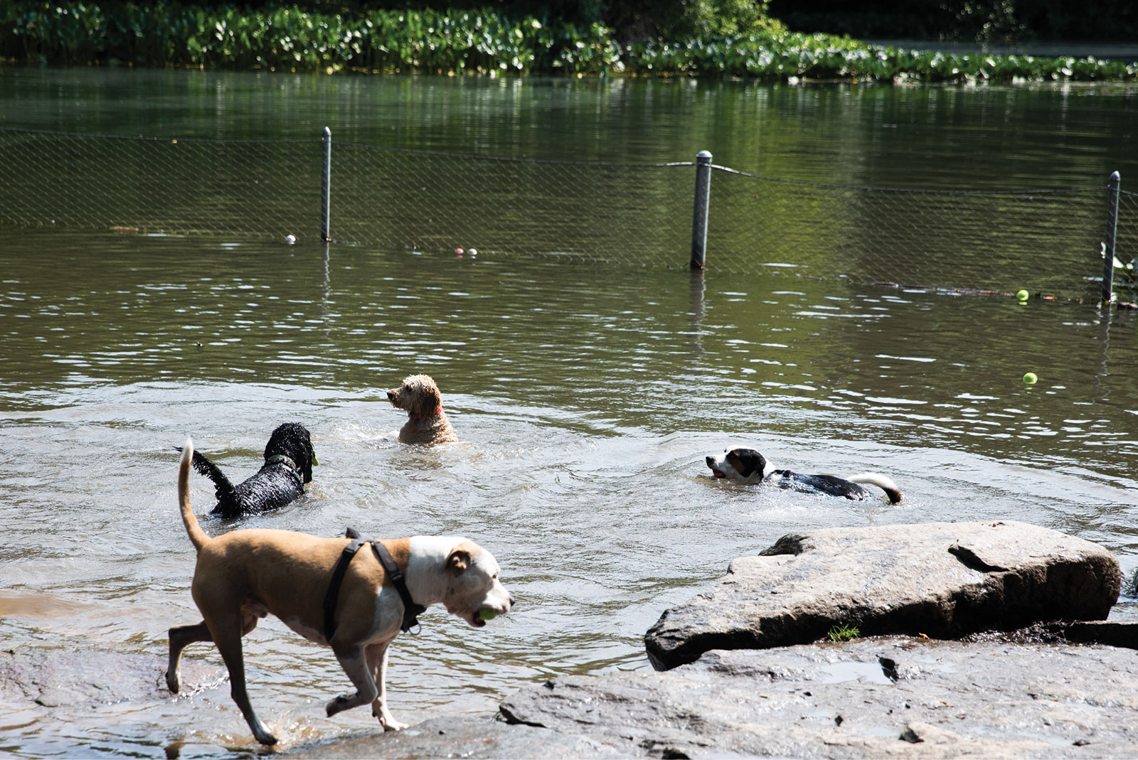 dog_park